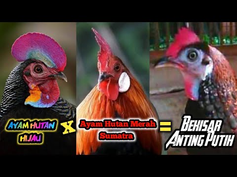 , title : 'CROSSBREED‼️Persilangan Ayam Hutan Hijau X Ayam Hutan Merah Sumatra‼️'