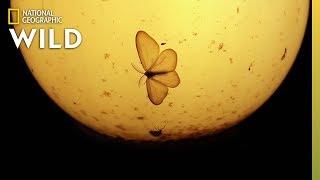 Why Moths are Obsessed with Lamps | Nat Geo Wild