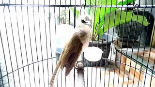 Download lagu SAPROL TRUCUKAN  MENTAL BAJA mp3