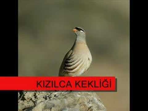 DJAMAT-kekliği düz ovada avlarlar(FİNİKE)