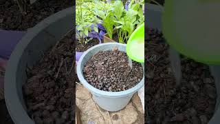 Download lagu fastest ‼️the results of goat manure fermentation are destroyed in just one week #gardening #gard... mp3