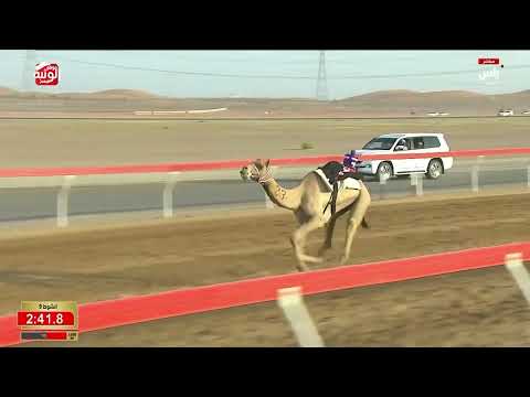ش 9 (مهمه) لـ محمد سبع بن سعيد مسعود الشامسي 6:12:07 ، مهرجان العين 2026/09/16 إيذاع الروضة