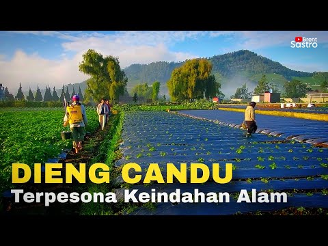 DIENG EMANG BIKIN CANDU, KEINDAHAN ALAMNYA SUNGGUH MEMPESONA