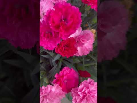 Carnation flowers so beautiful #flowers #garden #flowergarden|sharon’s vlogs||sharongarden