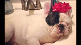 The Cutest French Bulldog Pictures
