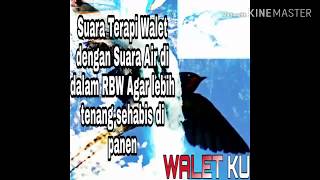 Download lagu Walet suara terapi sehabis dipanen bos kuu mp3
