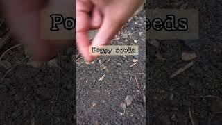 HOW TO GROW THEM?#howtogrowplants #poppy #growyour #flowers #poppyseed #gardening #gardenflowers