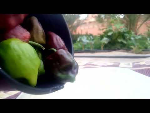 A type of pepper native to the Draa Oasis region