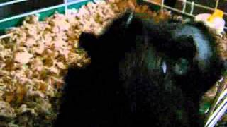 Stereo MC's ---  Elevate My Mind ( I Wanna Go Higher )