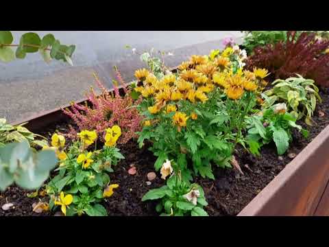 Dezember Blumen. Gedicht: Nur einmal bringt des Jahres Lauf uns Lenz und Lerchenlieder.