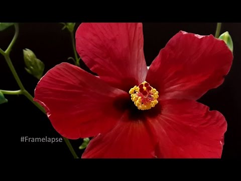 Framelapse 1 Pro (Legacy) Video