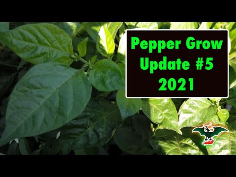 2021 Pepper grow update #5 - 05/10/21 - Hardening off plants