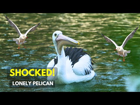 Australia's TOUGHEST Pelican! 💪 | Launceston Tasmania