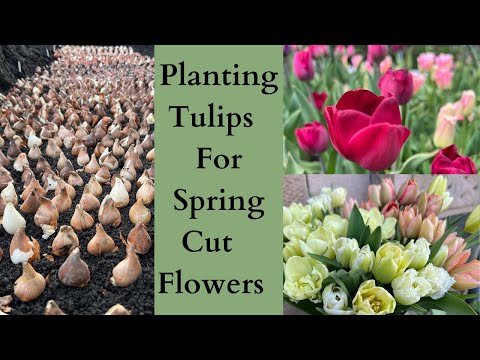 , title : 'Planting Tulips For Spring Cut Flowers'