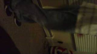 The Swazzi Freak Show - Jitter Bug