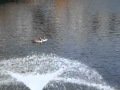 Sad Goose Attempts To Show Off For His Lady Friend