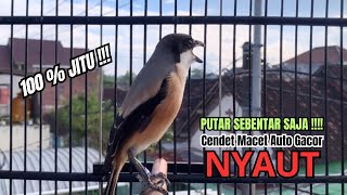 Download lagu burung cendet gacor MATERI AMPUH untuk PANCINGAN CENDET AGAR BUNYI bikin BURUNG PENTET GACOR EMOSI mp3