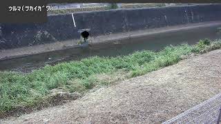 鶴間映像監視局