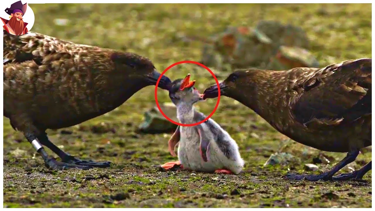 15 Momentos Increíblemente Brutales De Aves Cazando Su Presa