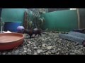 Young Mink Patients Swimming And Exploring Enclosure