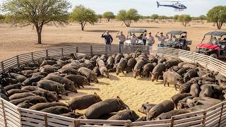 Sem Caça -Agricultores Capturam Milhões De Javalis Com Este Método #javali #caçador
