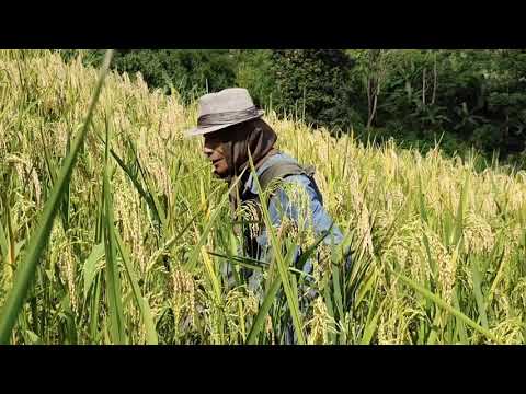 Upa Dengthantluanga thlawhlai ah nunhlui ngaiin a zai e.