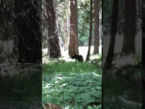 Bear spotted in a meadow about an hour away