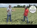 Wheat School: Flattened! Three tips for managing lodged wheat