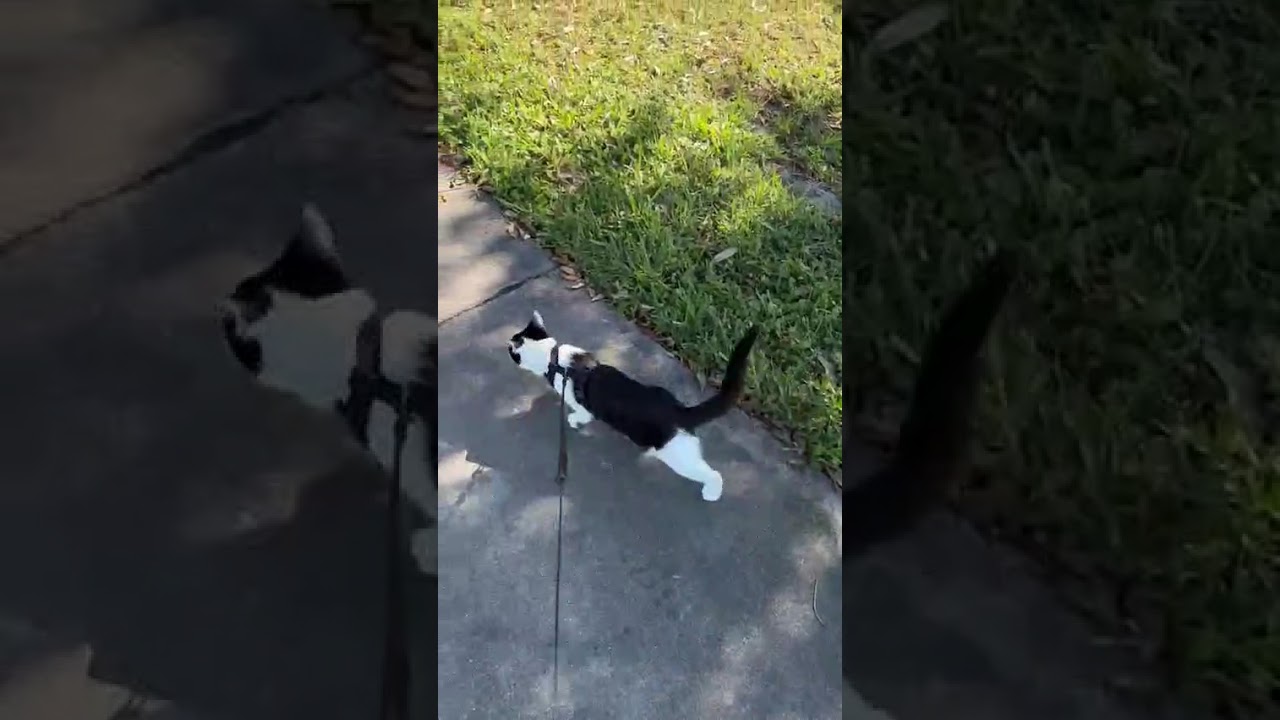 Shavasana, a ADOPTABLE Domestic Short Hair in Sunrise, FL video 4/4