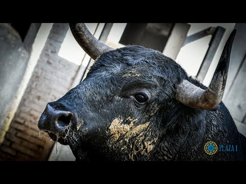 SORTEO | Toros José Escolar y Hoyo de la Gitana