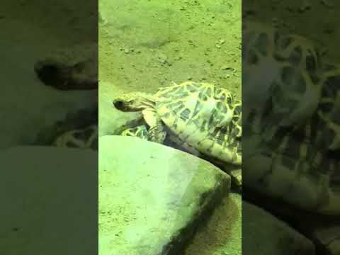 This Tortoise is an absolute SAVAGE