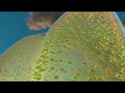 Expedition Reef trailer