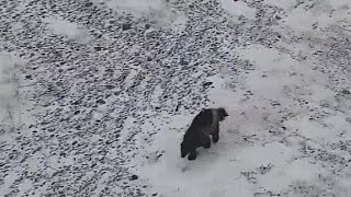 PBI-Explore Polar Bear cam.-  AMAZING!!!!!  Wolverine at Cape Churchill!!!!