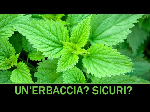 VErba Volant - I segreti dell'Ortica