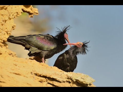 Naturetrek Podcasts: Reintroduction of the Northern Bald Ibis in Andalucía, with Niki Williamson