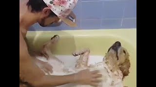 animales  el perro en el baño