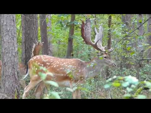 Deer 🦌 animals 4k HD collection nature relaxation sounds wild animals deer 🦌 #forest