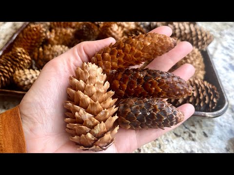 How to dry pinecones in the oven for Christmas crafts
