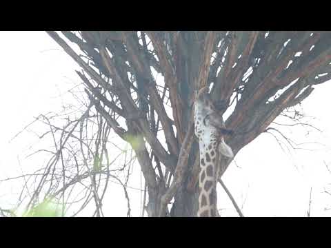 Giraffe Foraging: Euphorbia candelabrum