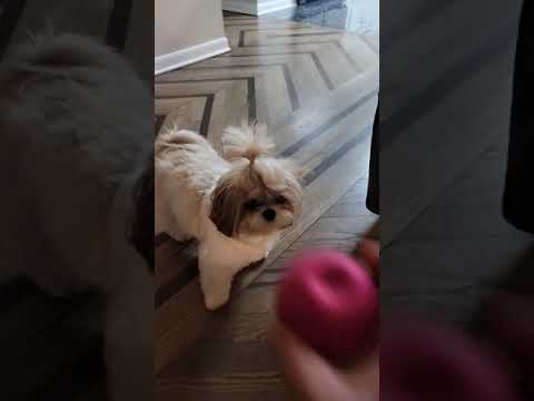 Shih Tzu Dog Playing Fetch