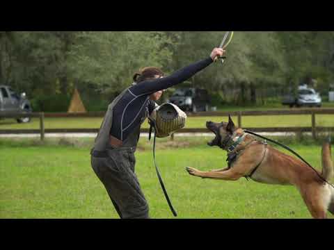 THE MOST IMPORTANT COMMAND — Teaching The Out Command