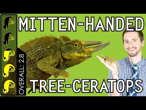 download lagu mp3 mp4 How To Take Care Of A Jackson Chameleon, download lagu How To Take Care Of A Jackson Chameleon gratis, unduh video klip How To Take Care Of A Jackson Chameleon
