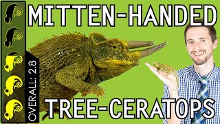 Jackson's Chameleon, The Best Pet Lizard?