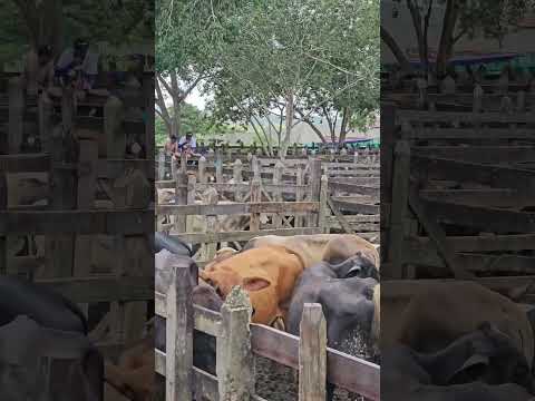 Feira de gado de Campo Grande Alagoas todos os sábado  25 De julho 2026