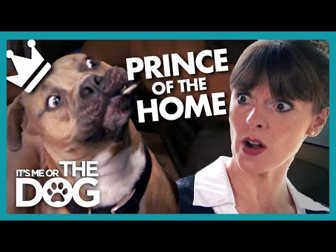Rowdy Mastiff is the 'Prince' of Darkness! | It's Me or the Dog