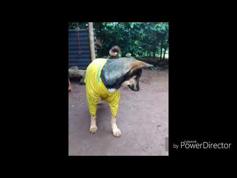 Con chó đang thường. Buồn cười. 😂😂