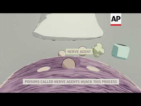 How nerve agents break down the body ++Animation with Text++
