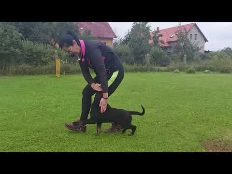 Narrnie Orrylordblack-Obedience 9/2021