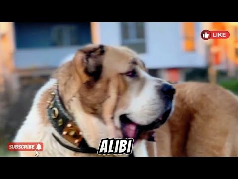 Central Asian Shepherd  / Alabai Dog / History #dog #alabai #centralasianshepherd