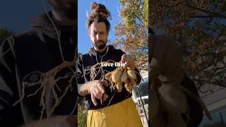 Download lagu What do i do after digging up my dahlias? mp3 Download lagu What do i do after digging up my dahlias? mp3